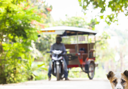 Dog laying in road with TukTuk in the background