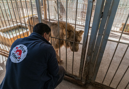 Helping animals in crisis