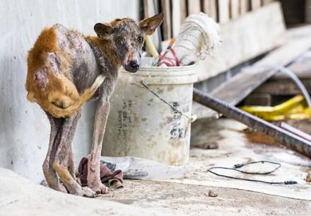 Rescue dog Veronica was afraid and suffered from a severe skin infection Rescue dog Veronica suffered from a severe skin infection