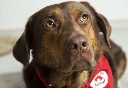 Therapy dog Shoko Therapy dog Shoko