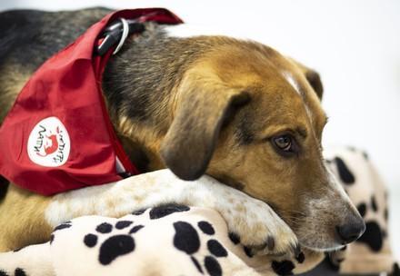 Therapy dog Smiley Therapy dog Smiley