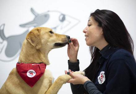AAI Dog Kaya at the AAI Center Bulgaria