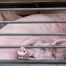 Pig inside a transport truck