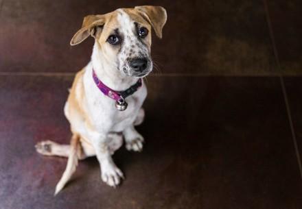 Rescue Dog Kitty Rescue dog Kitty sitting