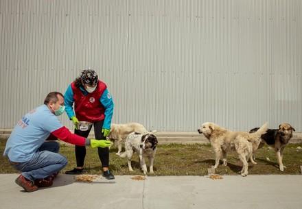 Stray animal care in Romania