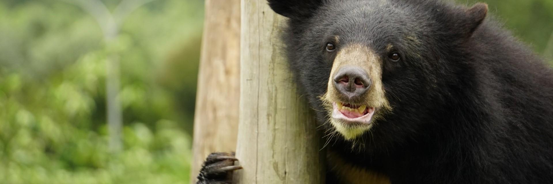 Bear Lac at BEAR SANCTUARY Ninh Binh