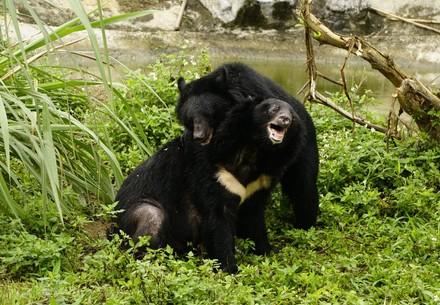 Bears James and Freddie playing