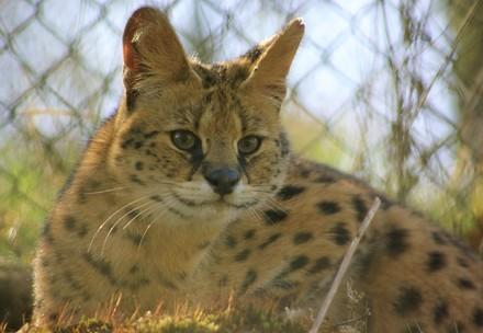 Kiano the serval Kiano the serval