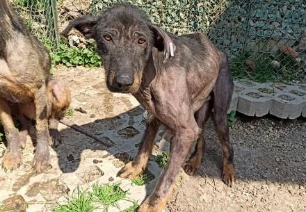 Rescue dog Kovi Rescue Dog Kovi