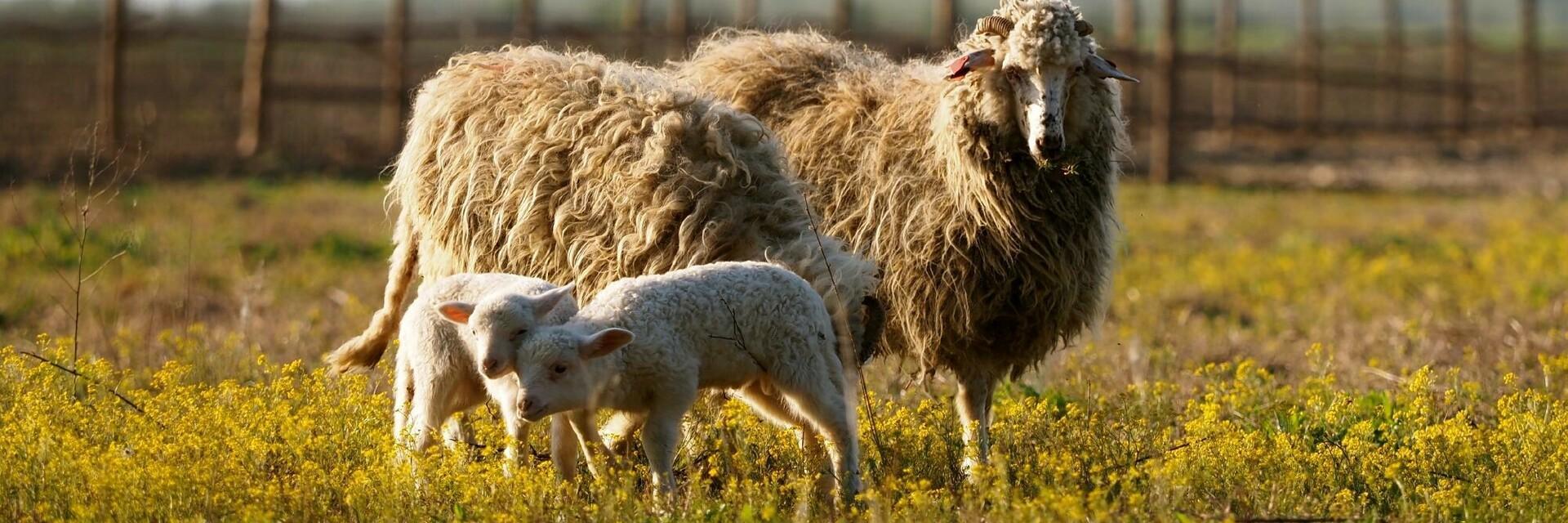 Rescued sheep in Romania Rescued sheep in Romania