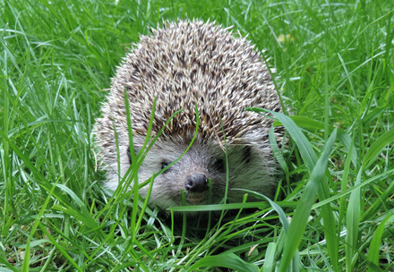 Process Improvement Senior Specialist (m/f/d) Hedgehog at EGS in Austria