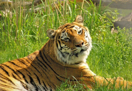 Tigress Varvara at TIERART