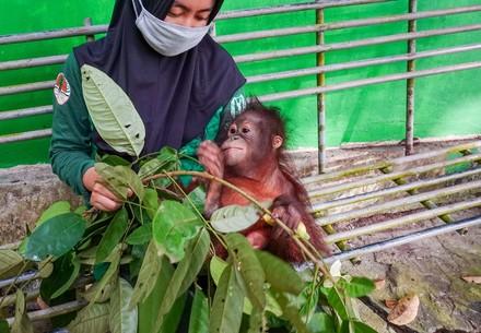 Orphan Damai arrives at the ORANGUTAN FOREST SCHOOL