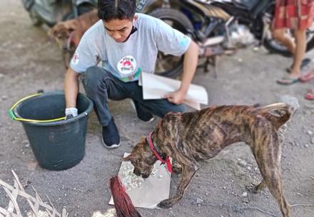 Starving animals in Bali