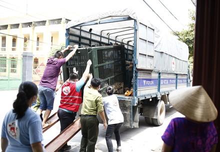 Bear rescue Vietnam amidst COVID-19 pandemic