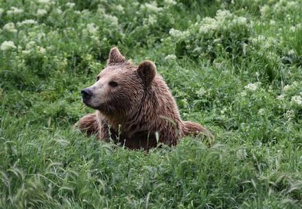 Bear at our sanctuary