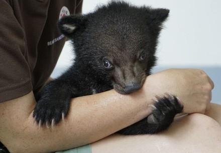 Rescued bear cub Mochi Rescued bear cub Mochi