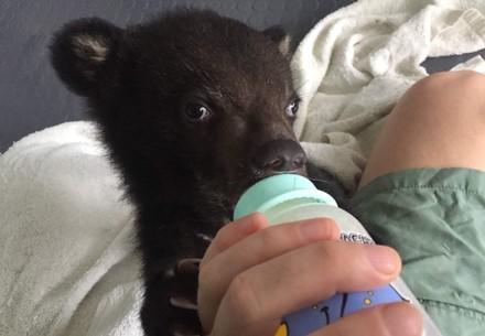 Cub Mochi finds a species-appropriate home at BEAR SANCTUARY Ninh Binh