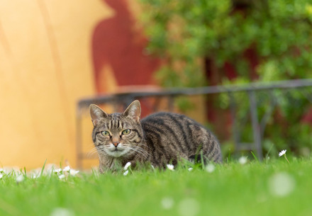 Cat lying on grass
