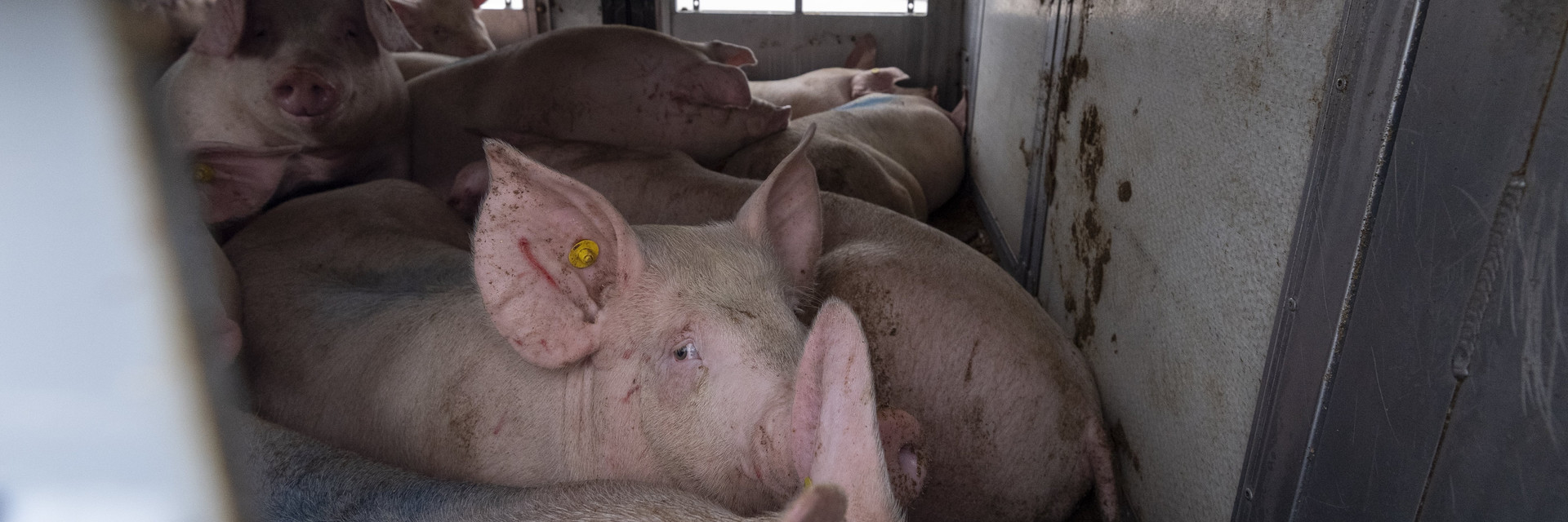 Pigs transported in a truck