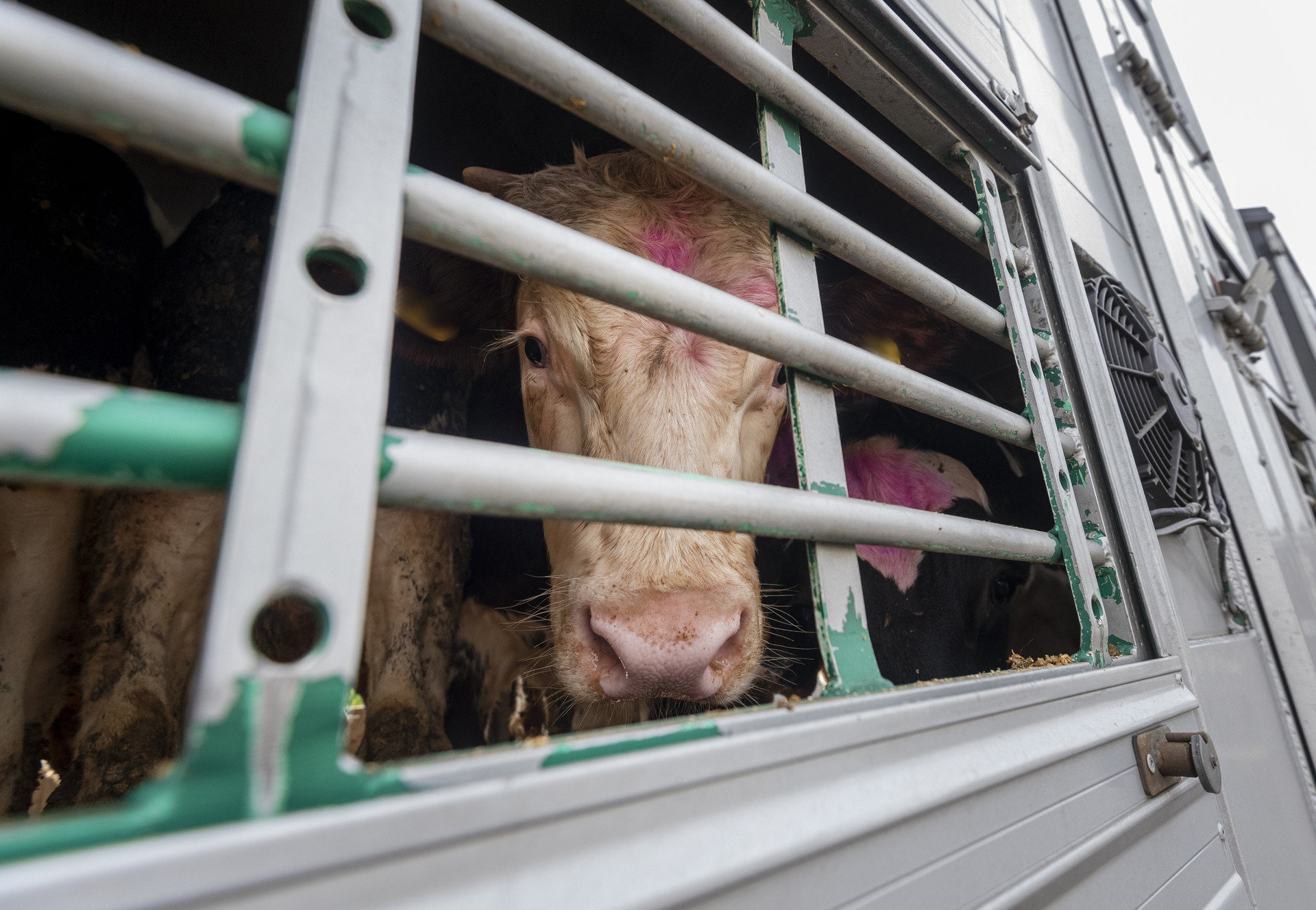 FAQ's on Live Animal Transport