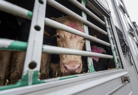 Live cattle transport