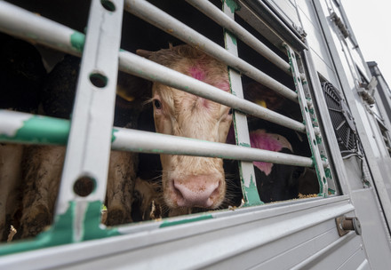 Cow being transported