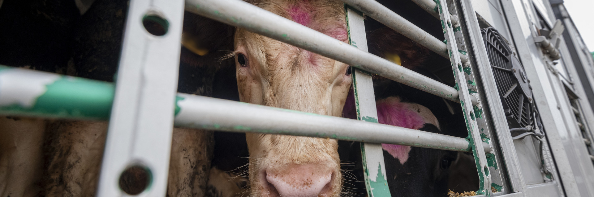 Cattle transported in a truck