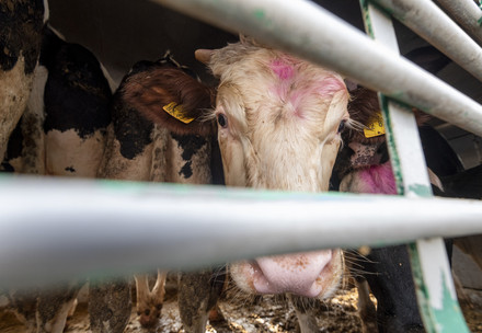 Live Animal Transport