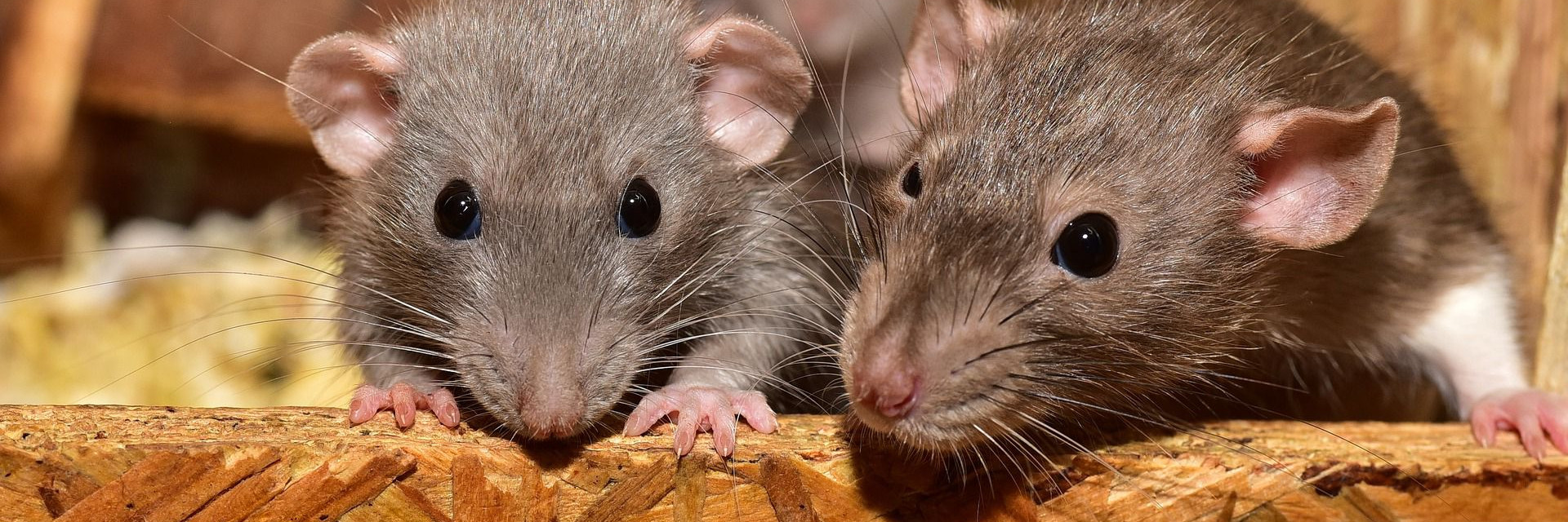 Two rats sitting in a wooden box