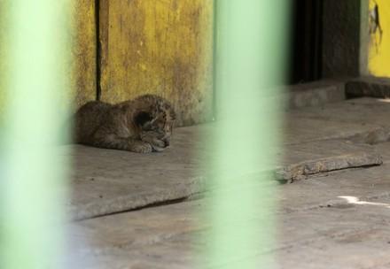 Tiny lion cub on its own in a concrete cage