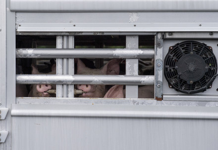Pigs being transported