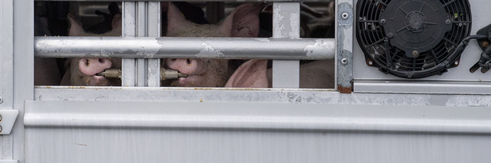 Pigs on a transport truck