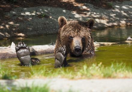 Bear Erich at BEAR SANCTUARY Arbesbach