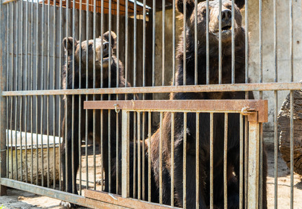 Rescue Bears Anya and Frankie Rescue Bears Anya and Frankie