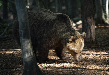 Bear at BEAR SANCTUARY Belitsa