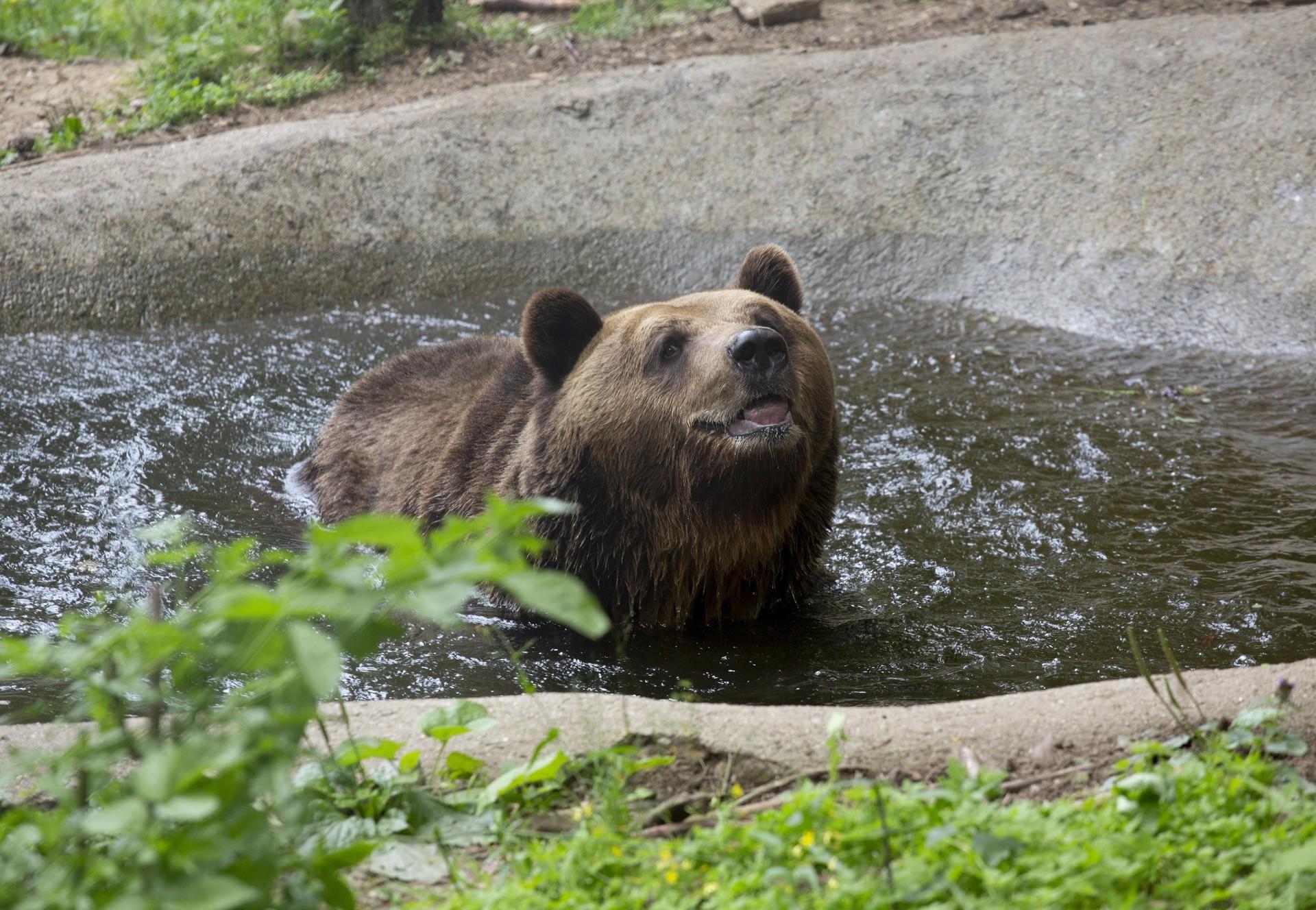 BEAR SANCTUARY Belitsa Bear Standy at Belitsa