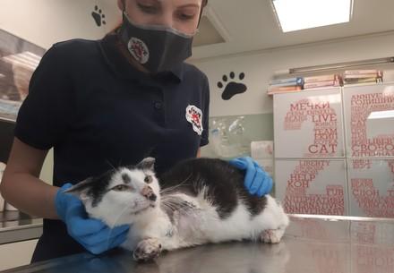 Rescue Cat Victor Rescue Cat Victor