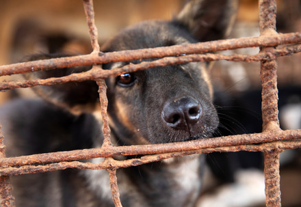 Rescue Dog Rashi Rescue Dog Rashi