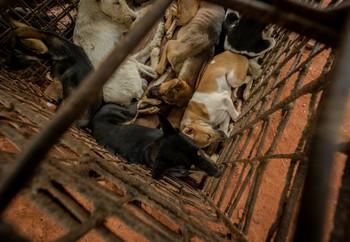 Daisy and the other dogs in the holding cage