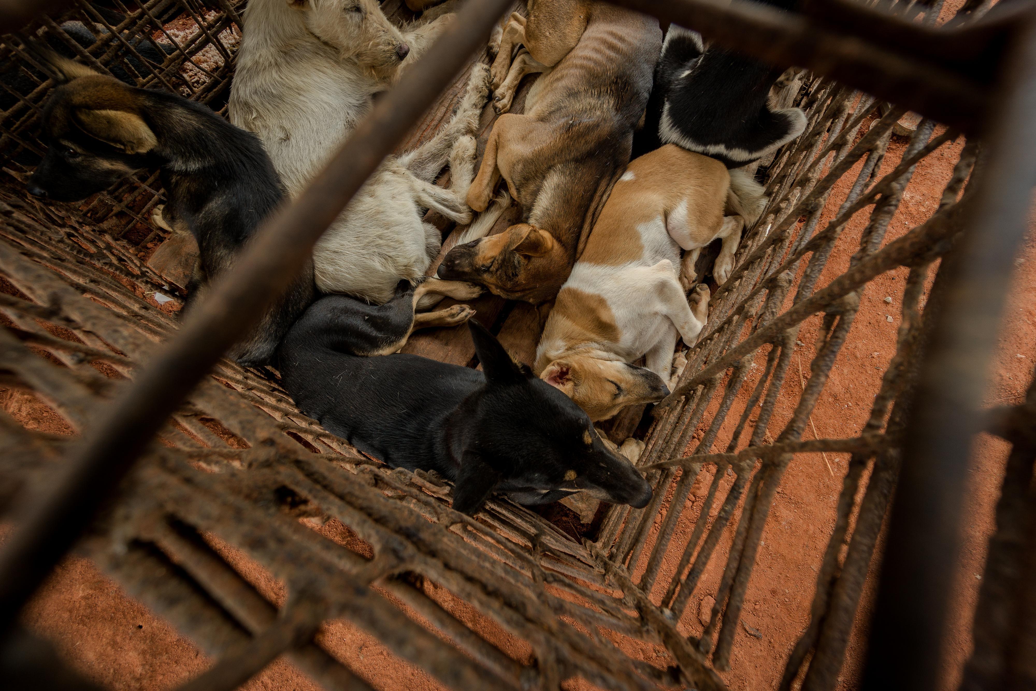 Dogs Apollo, Emma, Brodie, Rashi, Somphos, Daisy