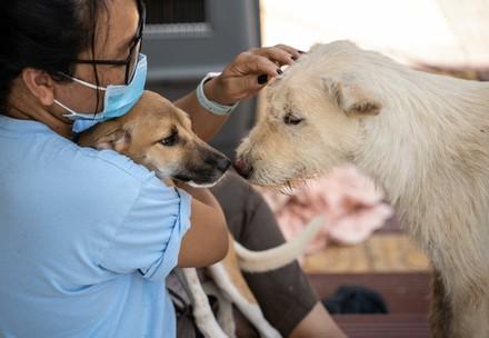Dogs Daisy and Apollo