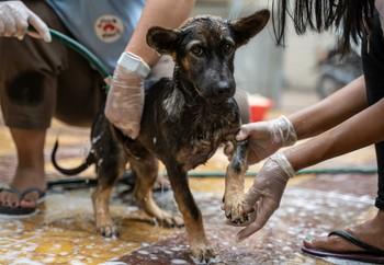 Rashi after rescue receiving the care he needed