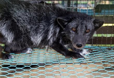 Fox in a cage at a fur farm Fox in a cage at a fur farm