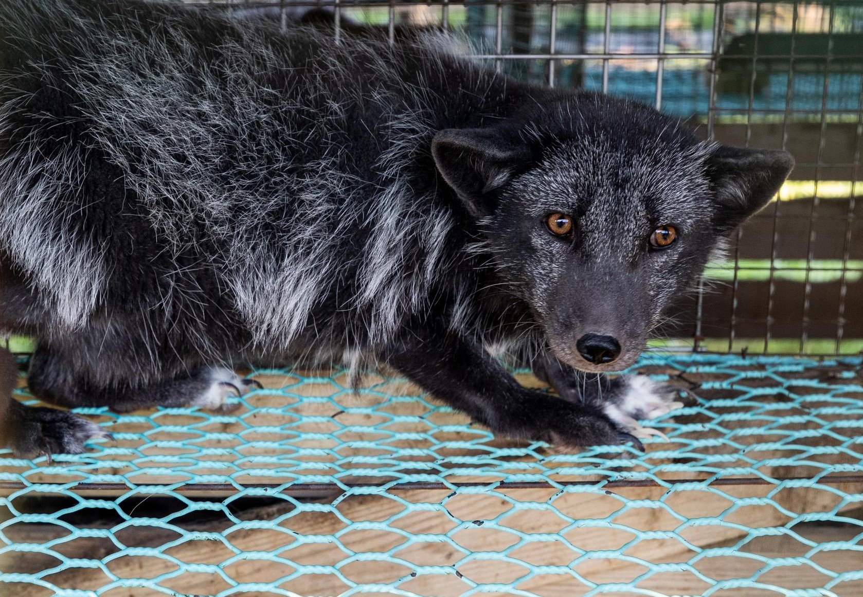 Fox in a cage at a fur farm