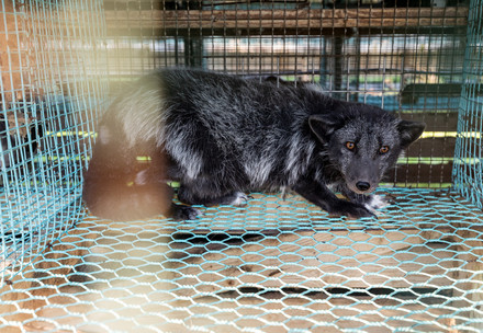 Max Mara Fashion Group Announces to Go Fur-Free Fox at a fur furm