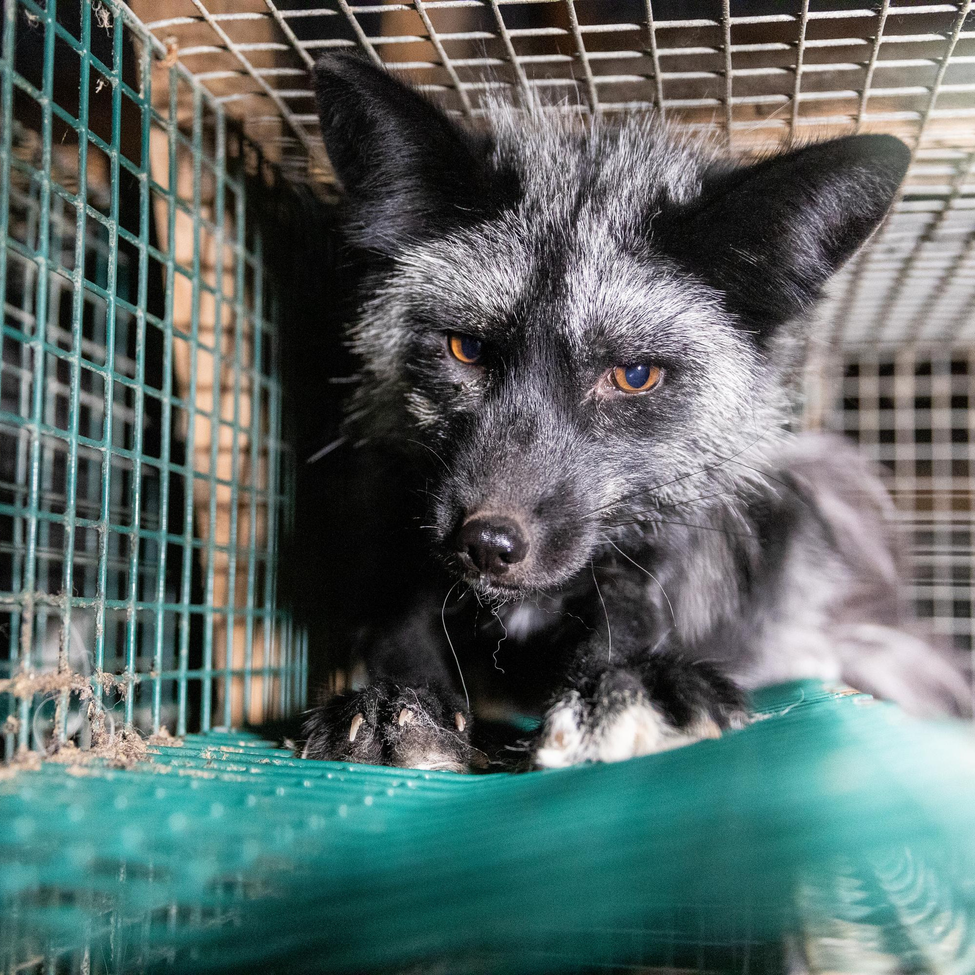 Fox in a cage at a fur farm