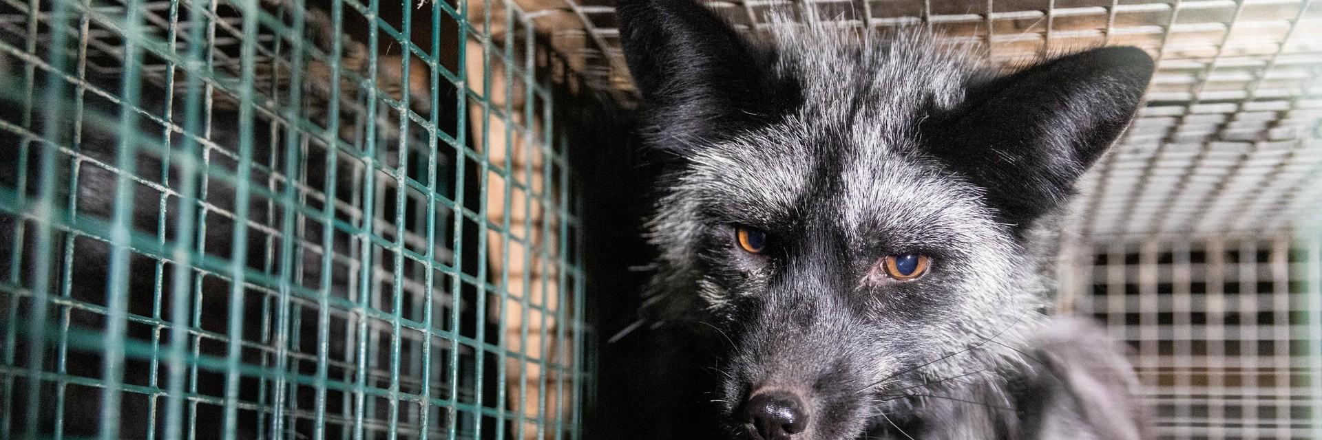 Fur Free Movement Fox in a cage at a fur farm