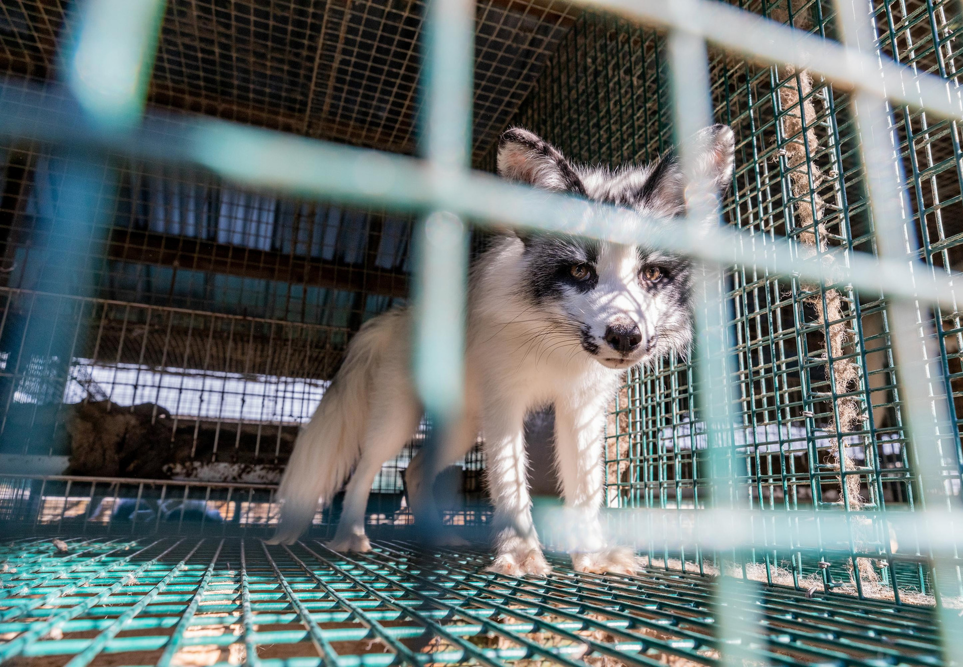 Foxes in a cage at a fur farm