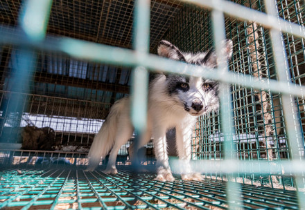 Foxes in a cage at a fur farm